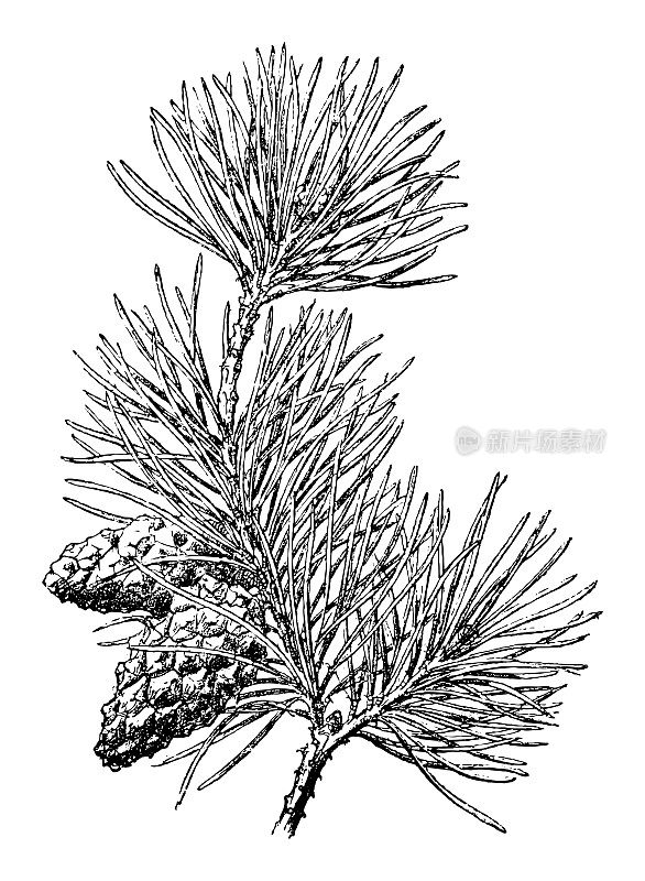 苏格兰松，苏格兰松或波罗的海松(Pinus sylvestris) -在白色背景上孤立的复古雕刻插图